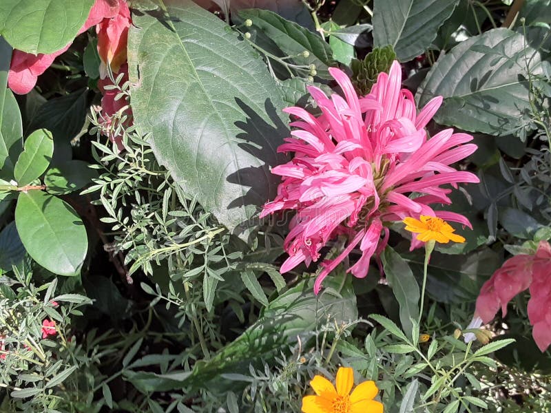 Flowers in Northern Florida Stock Image Image of tree, plant 176079131