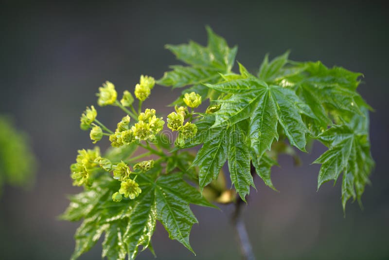 Flowers of a Norway Maple Tree Stock Image Image of botany, park