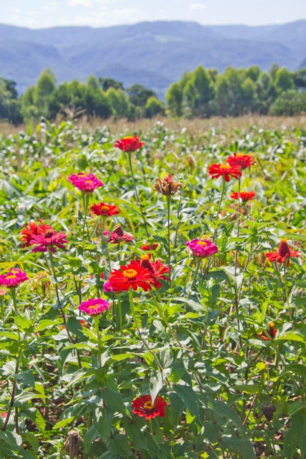 Flowers at Nova Petropolis Farm - Rio Grande Do Sul - Brazil Stock ...