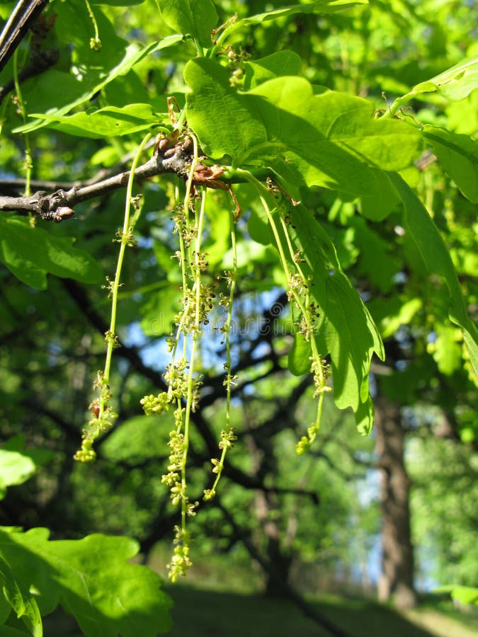 Flowers of oak tree stock image. Image of branches, vivid 53259535