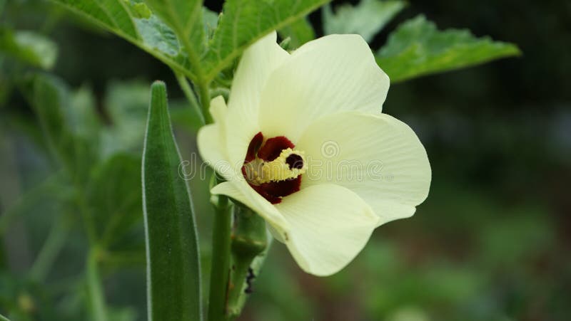 Flowers from okra tree stock photos
