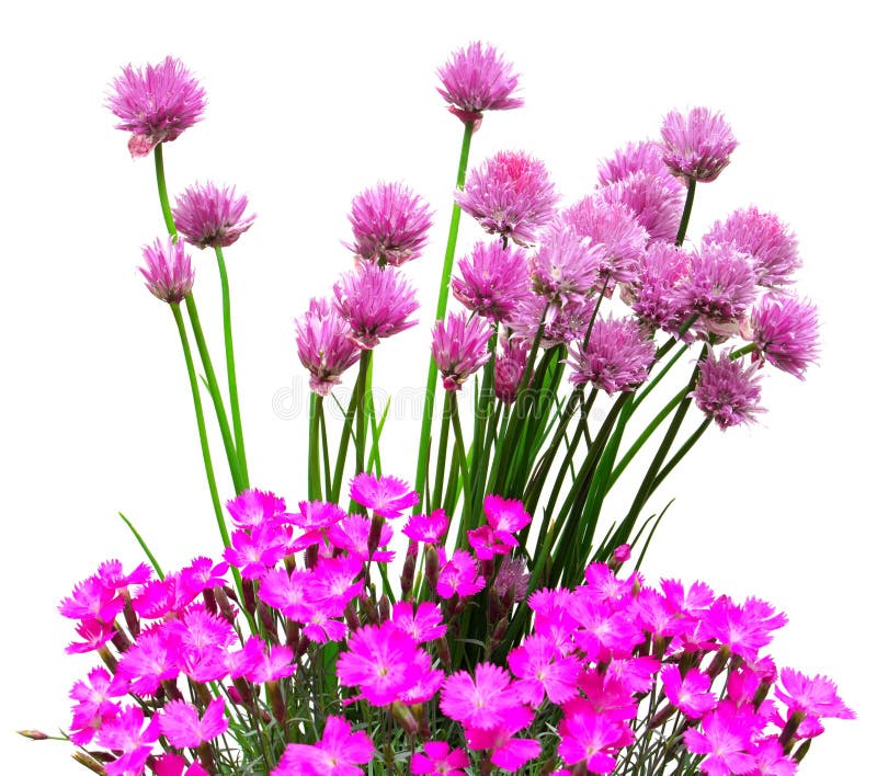 Flowers Onion Chives and Carnation Stock Photo Image of gift, holiday