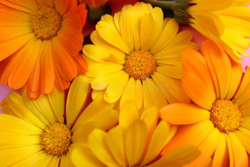 Background picture, lovely, beauty, flower, botany, bright, calendula, closeup, daisy, flora, floral, flowers, garden, leaf,, natural, nature, petal, season, medicinal, useful, traditional medicine, yellow, orange ,texture. Background picture, lovely, beauty, flower, botany, bright, calendula, closeup, daisy, flora, floral, flowers, garden, leaf,, natural, nature, petal, season, medicinal, useful, traditional medicine, yellow, orange ,texture