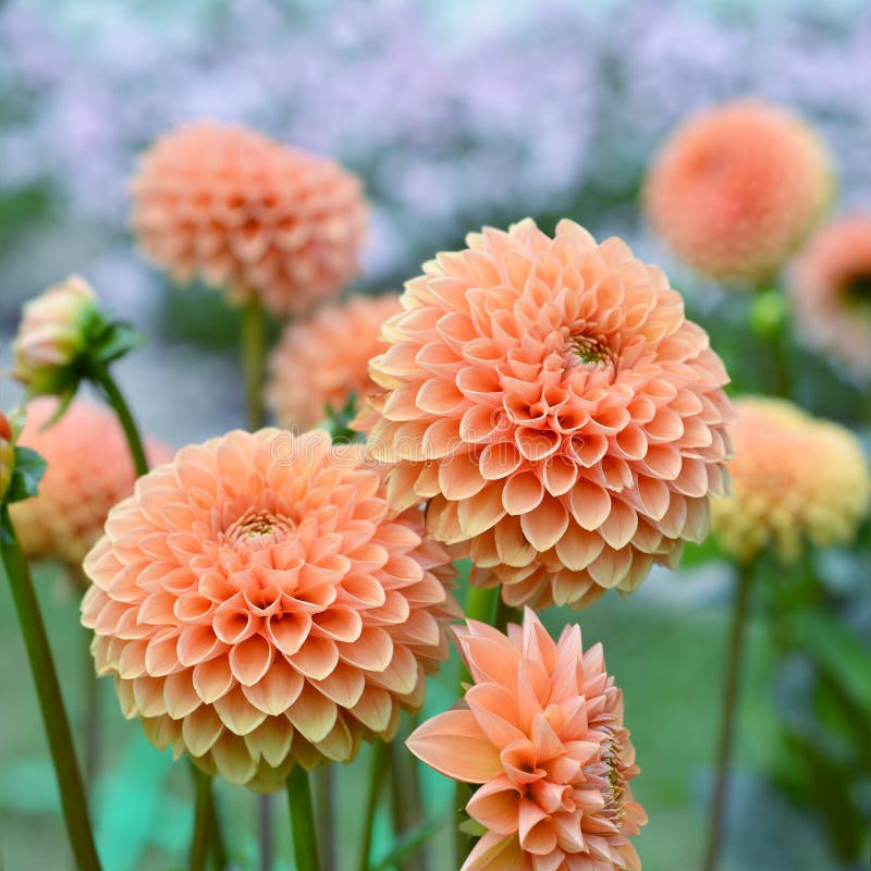 Pink dahlia bloom stock photo. Image of flower, pretty - 3185764