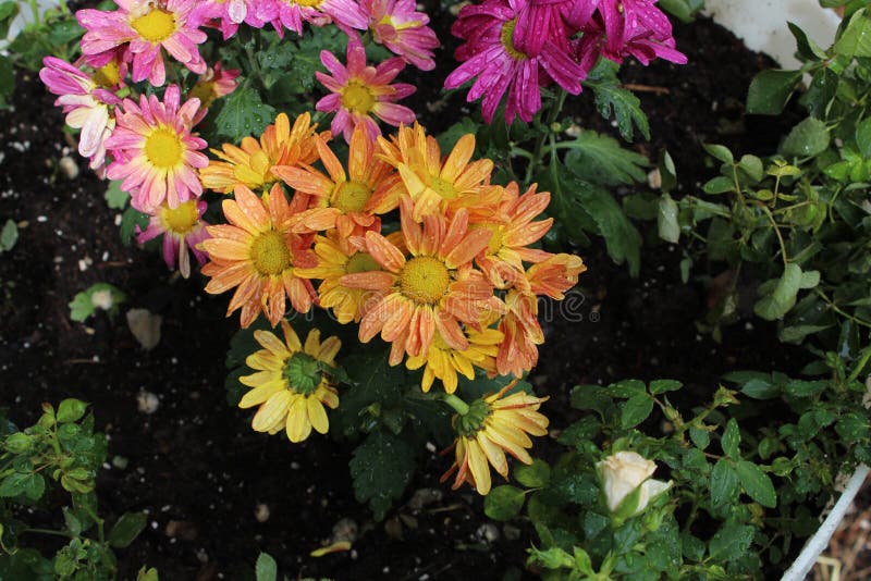 Flowers orange and pink stock photo. Image of flowered 148469052