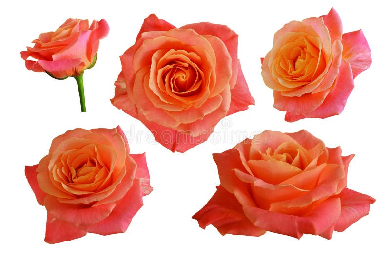 Flowers of Orange, Pink Roses. Stock Image Image of blossom, romantic