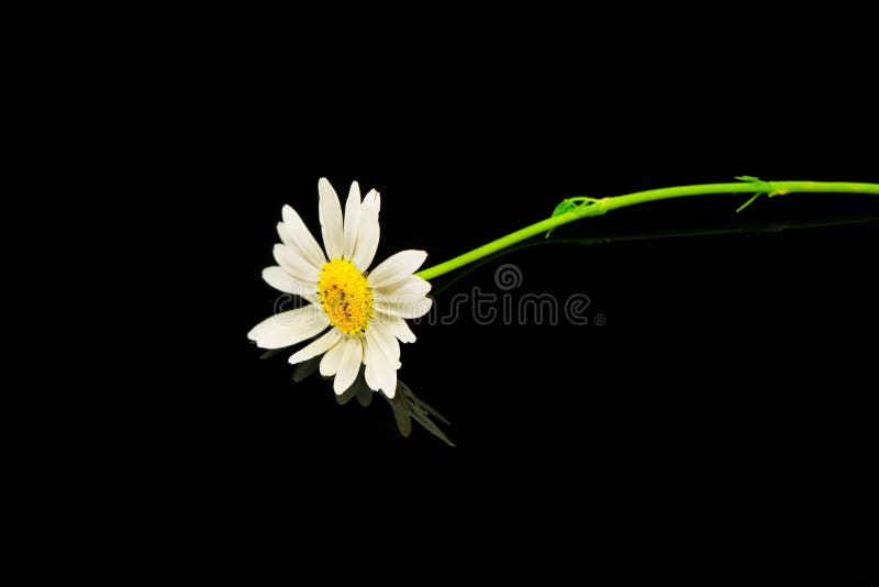 Flowers oxeye daisy stock photo. Image of flower, bloom 20000192
