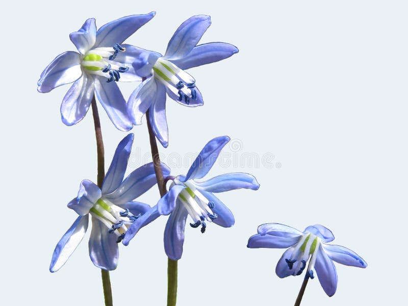 Blue snowdrop or primrose-a flower that looks spectacular in the garden, on a forest glade and on a white background. stock image Blue snowdrop or primrose-a flower that looks spectacular in the garden, on a forest glade and on a white background. stock image