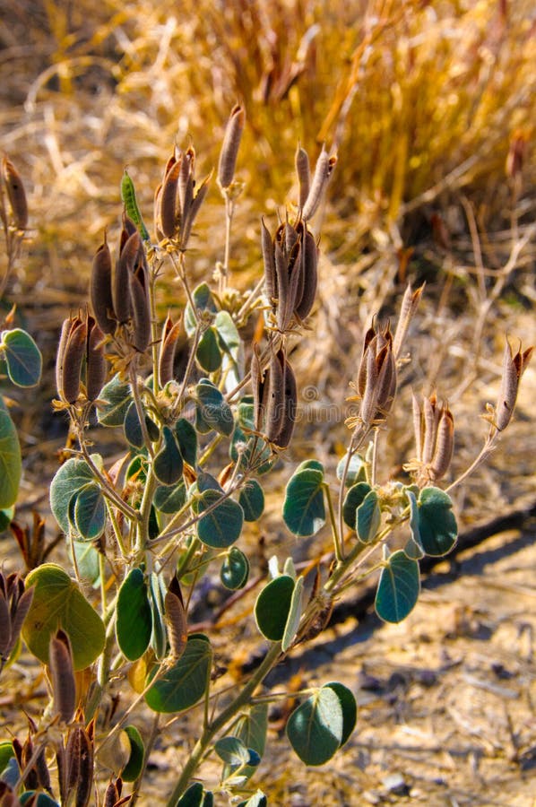 Stone desert, flowering plants xerophytes, desert landscape of a dried up river bed in Texas in Big Bend National Park