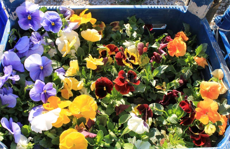 Flowers pansy seedlings stock photo. Image of spring 68343158