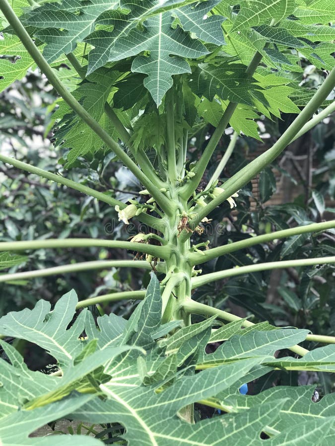 Flowers of papaya tree. stock image. Image of hermaphrodite 141673913
