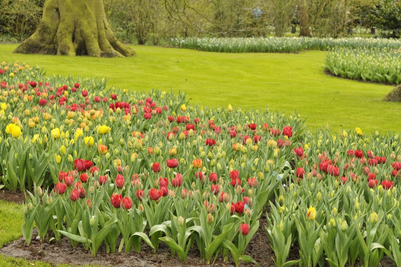 Flowers in the park