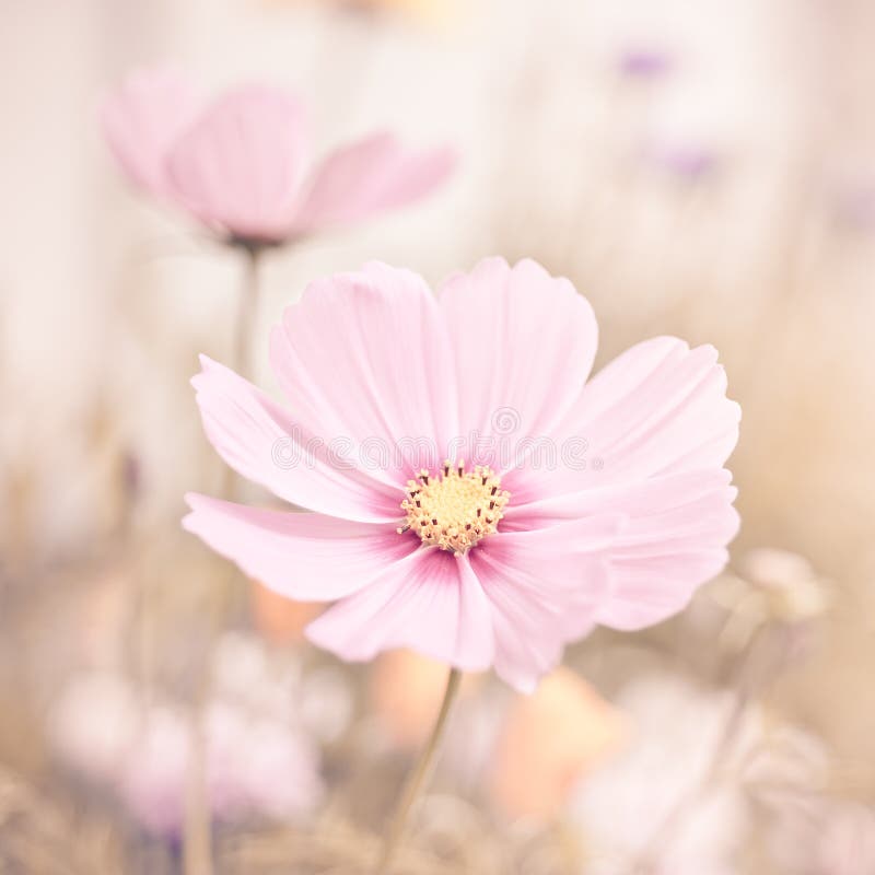Flowers in pastel colors stock photo. Image of copyspace 26173714