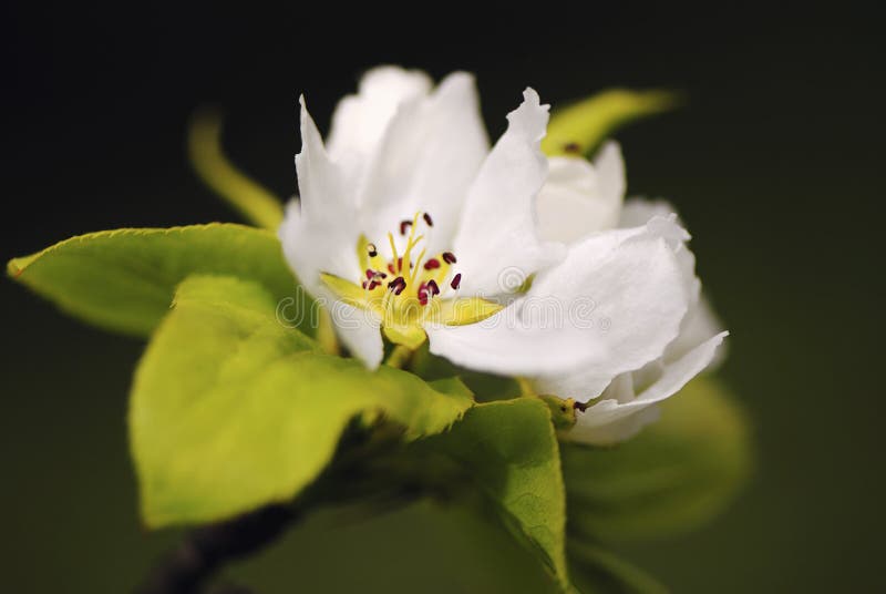 Flowers pear