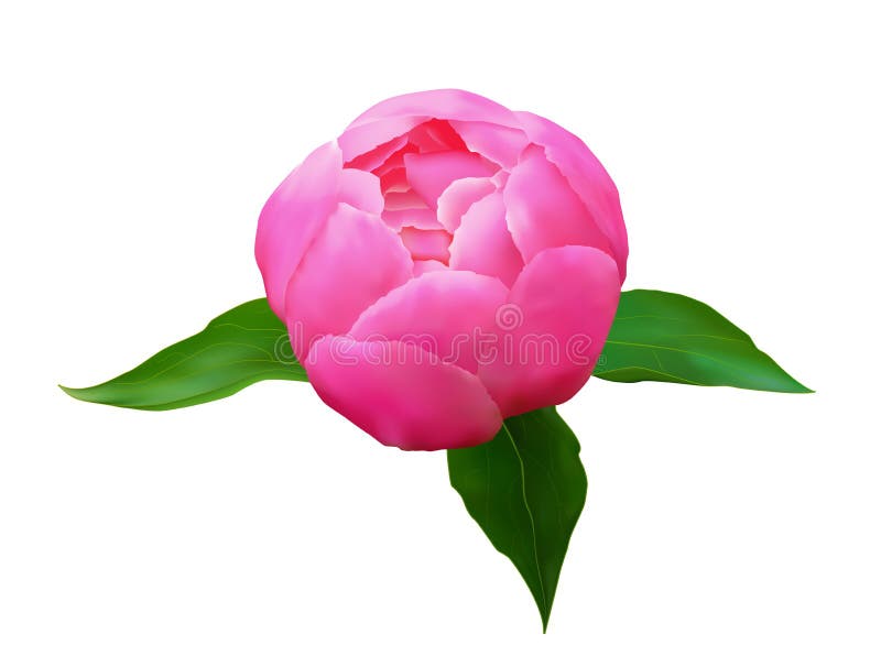 Flowers Peonies for Valentine`s Day and the Eighth of March Stock