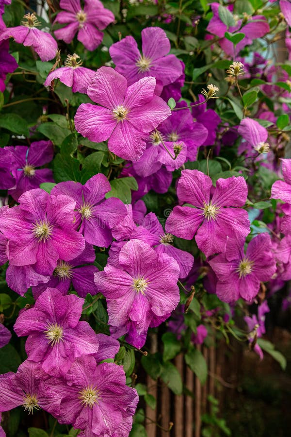 Flowers of Perennial Clematis Vines in the Garden. Clematis Climbs into ...