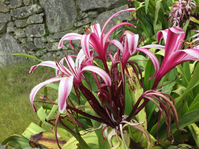 Flowers stock photo. Image of flowers, machu, amazon 88505138