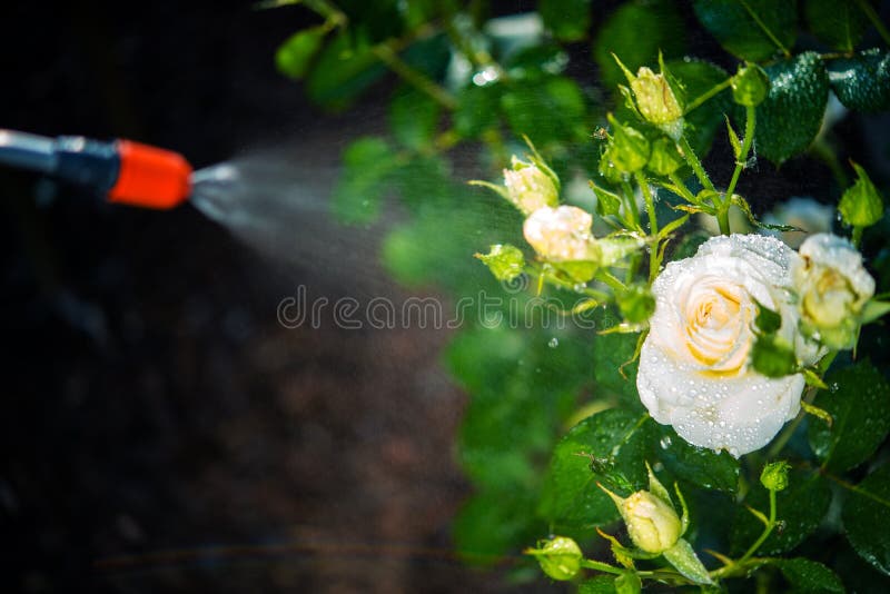Flowers Pest Control Spraying Stock Image Image of floral, spring