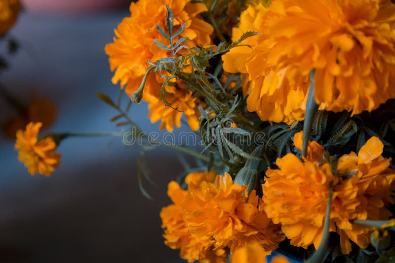 156 Marigolds Cempasuchil Stock Photos - Free & Royalty-Free Stock Photos  from Dreamstime