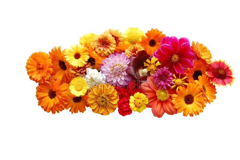 Flowers with petals of various colours