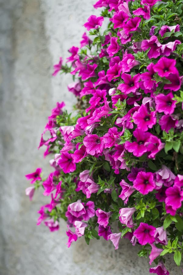 Flowers petunias royalty free stock image Flowers petunias royalty free stock image