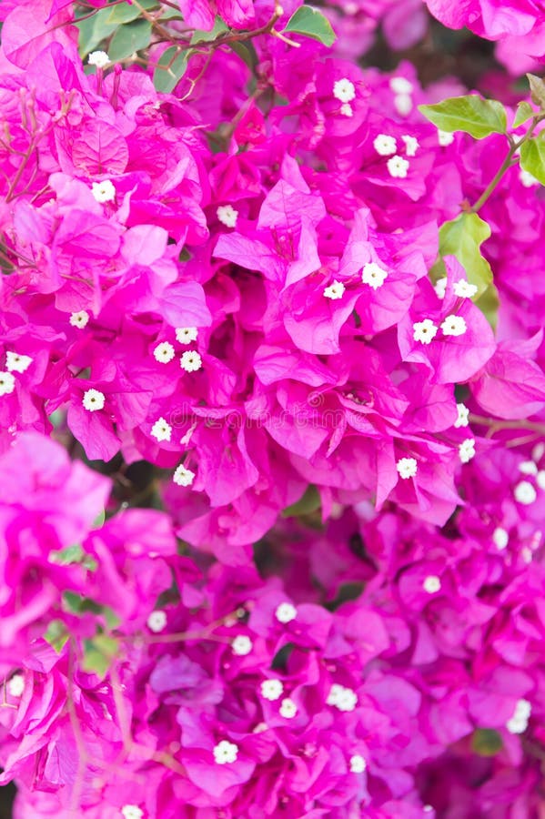 Flowers with pink blossom on sunny day. Blossoming plant on floral background. Beauty of nature. Summer or spring concept. stock photo Flowers with pink blossom on sunny day. Blossoming plant on floral background. Beauty of nature. Summer or spring concept. stock photo