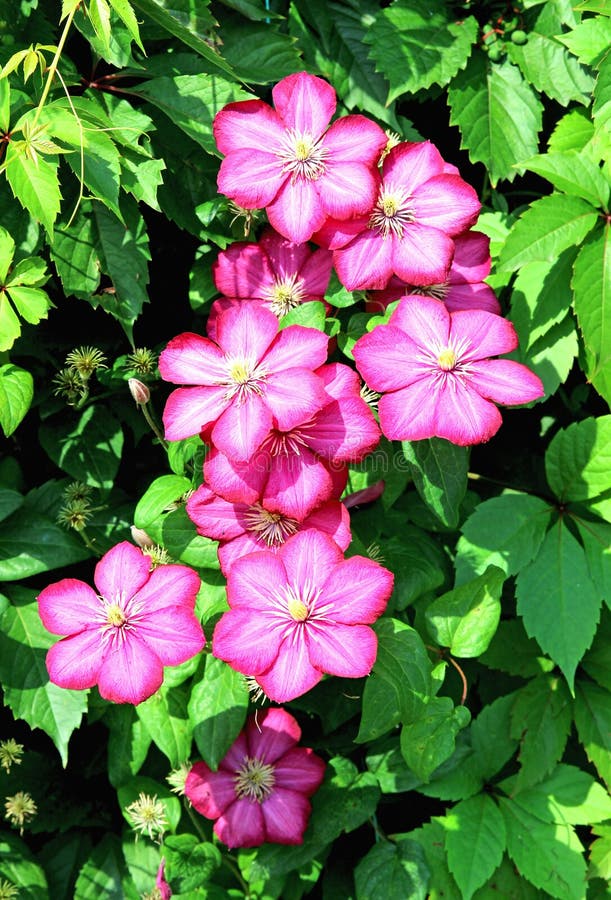 Flowers of pink clematis stock photo. Image of stalk 34230488