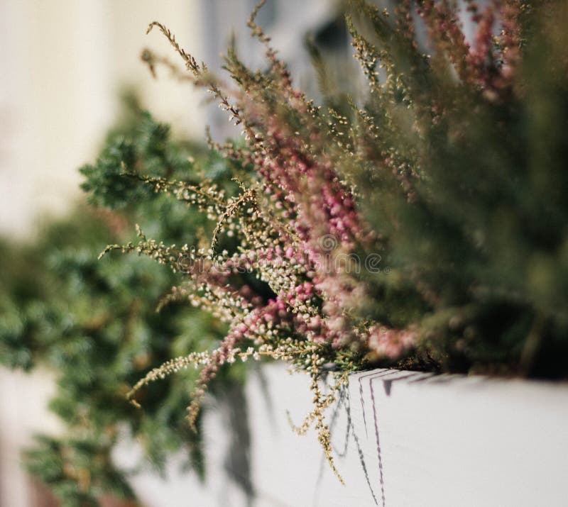 Flowers of pink Heather with green leaves in the city flower bed close-up. Beautiful ornamental greenery and grass stock photos Flowers of pink Heather with green leaves in the city flower bed close-up. Beautiful ornamental greenery and grass stock photos