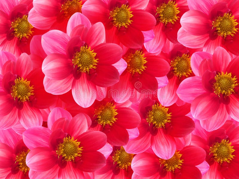 Pink Petals of a Pink Bud of a Rose Stock Image Image of isolated