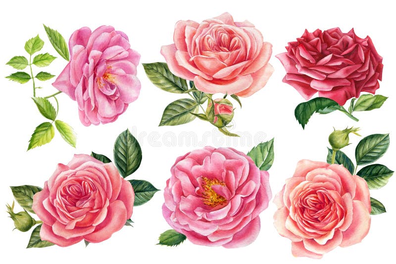 Floral Elements Stock Illustrations – 421,222 Floral Elements Stock ...