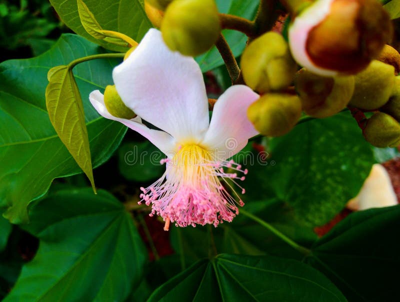 Flowers and sheets stock photo. Image of flowers, sheets 123269256