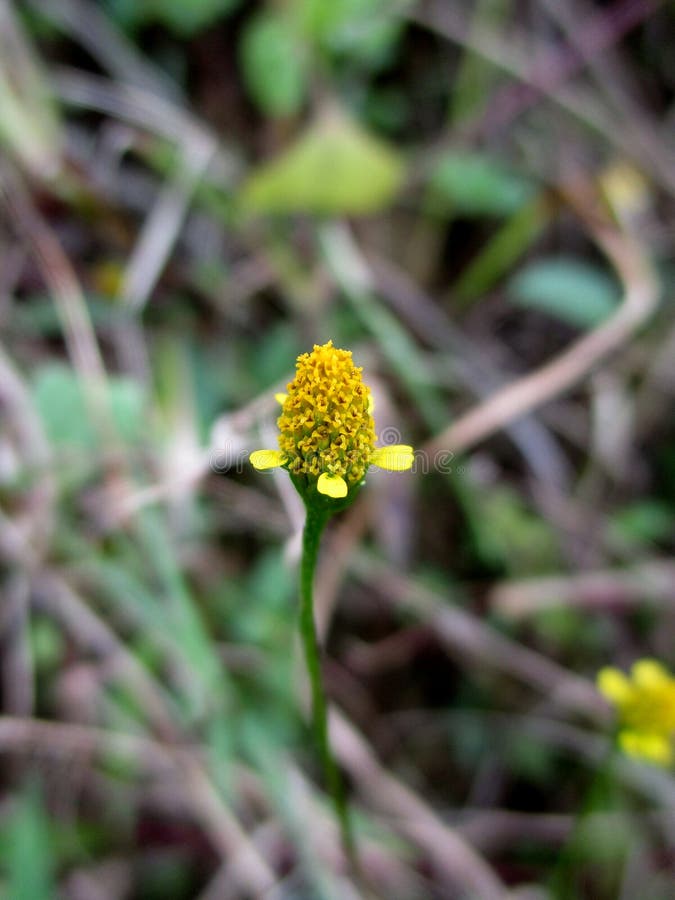 Acmella uliginosa - Marsh Para Cress