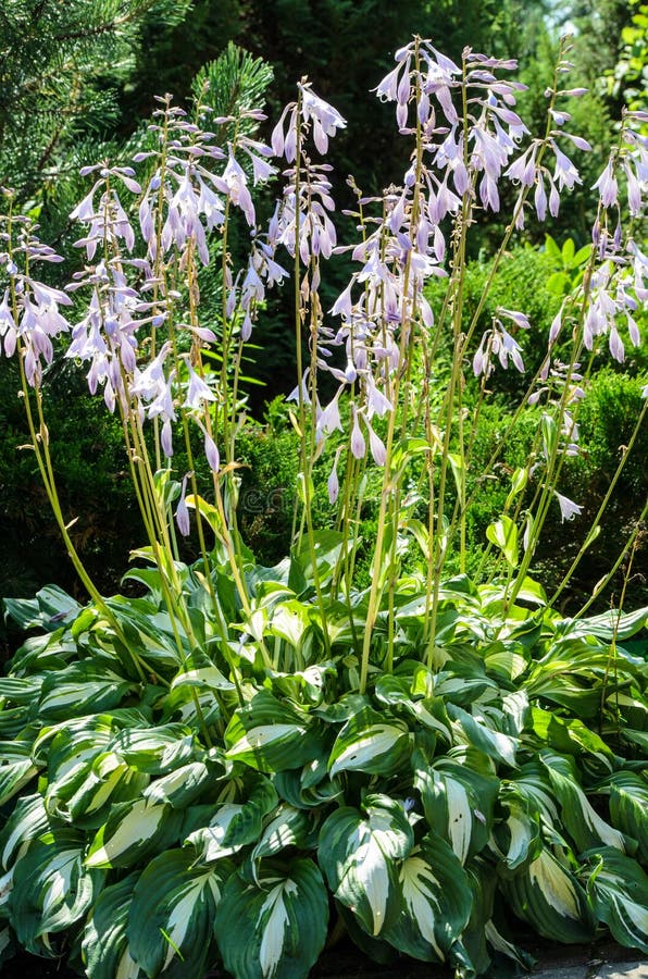 Flowers of Plantain lilies stock photo. Image of plantain 149362746