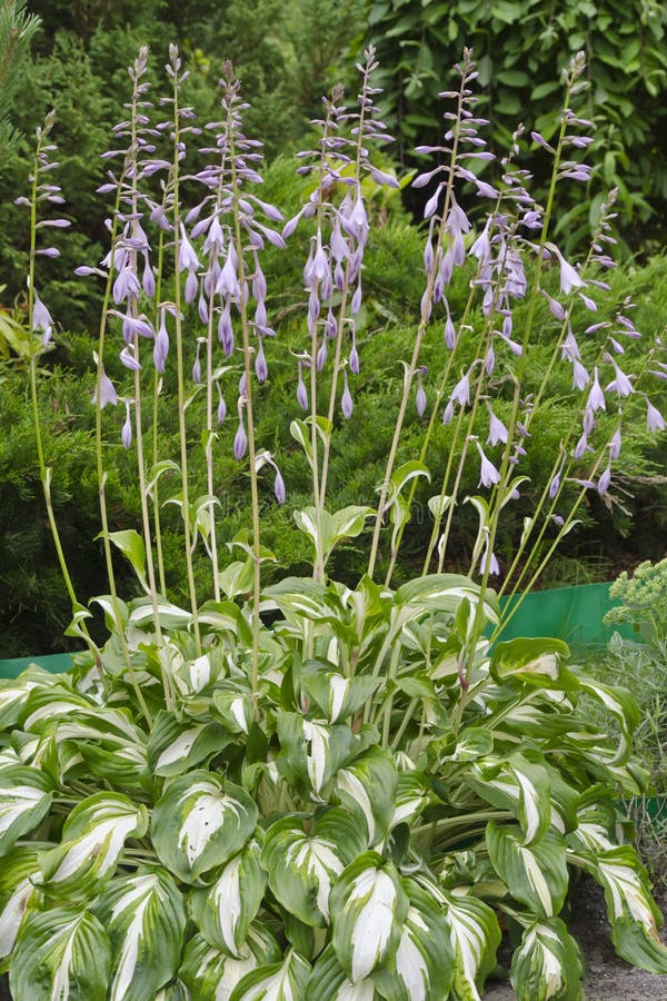 Flowers of Plantain lilies stock image. Image of flora 149649953