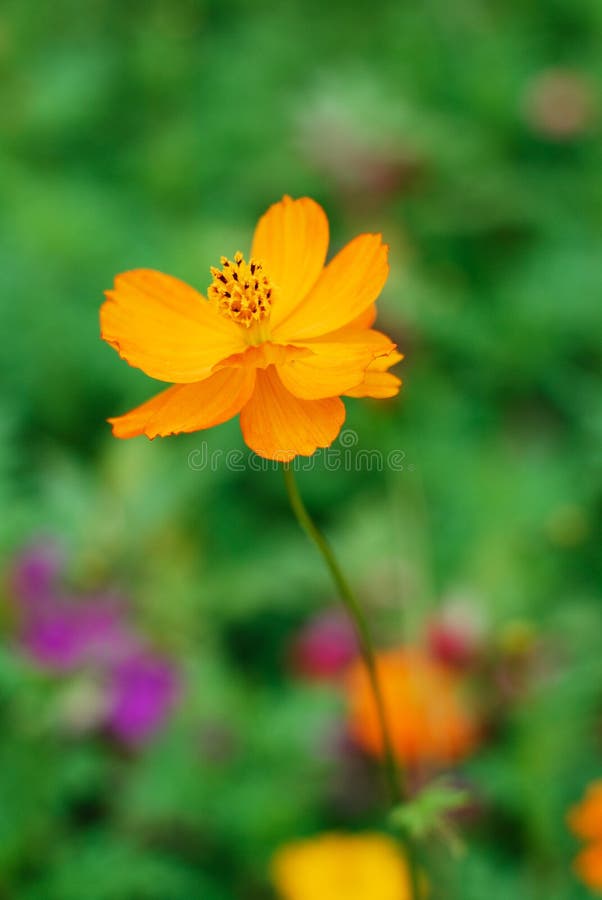 Flowers and plants