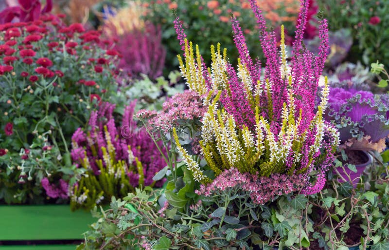 Flowers and plants in the autumn garden. Landscaping of the garden