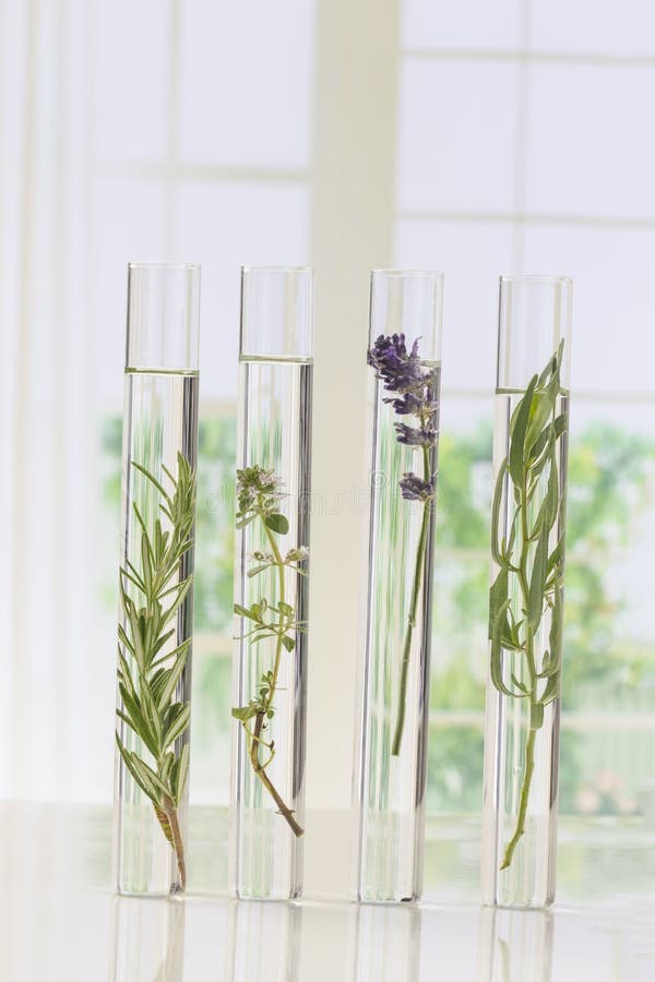 Flowers and Plants in Test Tubes Stock Image Image of health