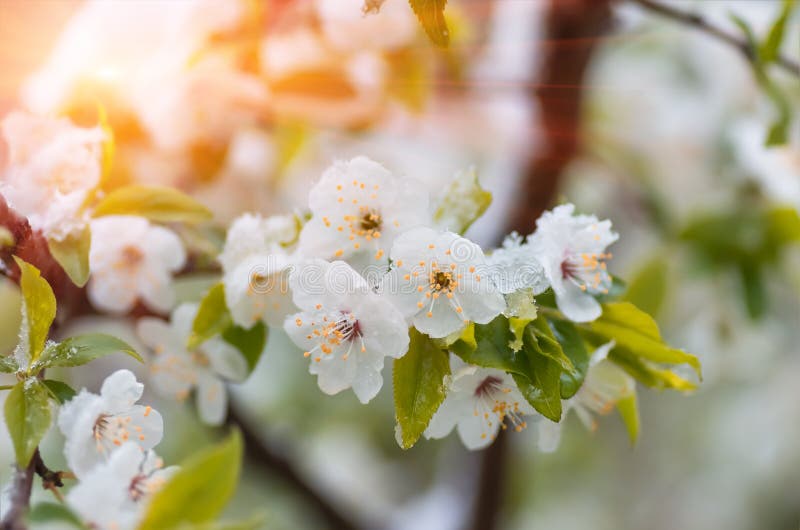 Flowers plum tree in spring covered last snow