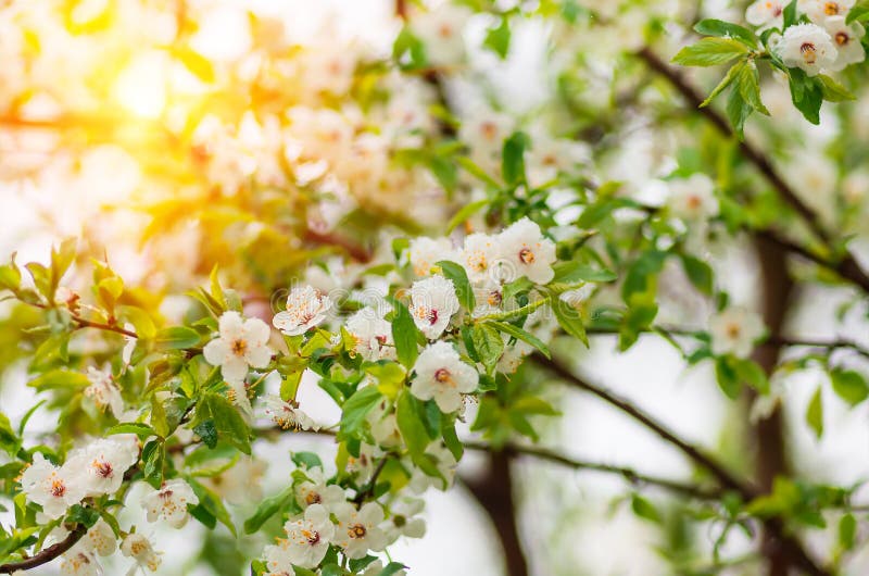 Flowers plum tree in spring covered last snow