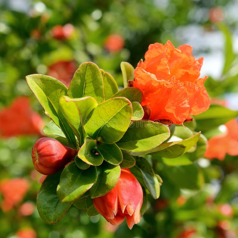 Flowers of Pomegranate Tree Stock Image - Image of nature, macro: 52502269