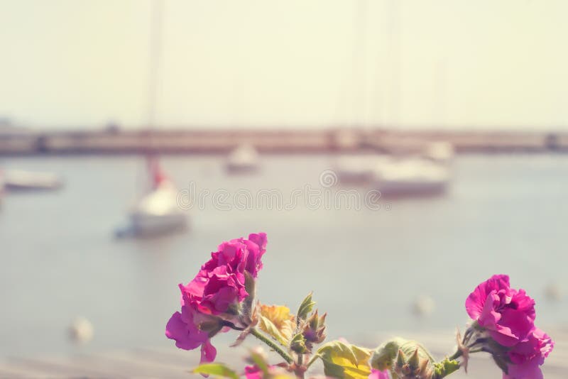 Flowers in the port