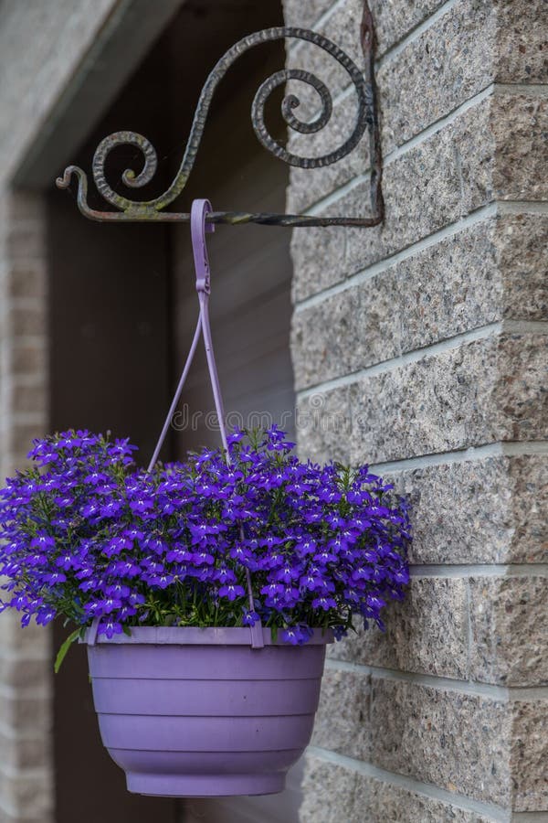 Flowers in Pot Outside the House Stock Image Image of architecture
