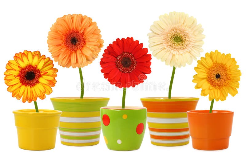 Orange flowers stock photo. Image of colorful, brightvalentines 1831470