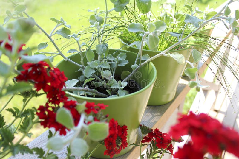 Balcony Herbs Garden in To the Pots Stock Image Image of balcony
