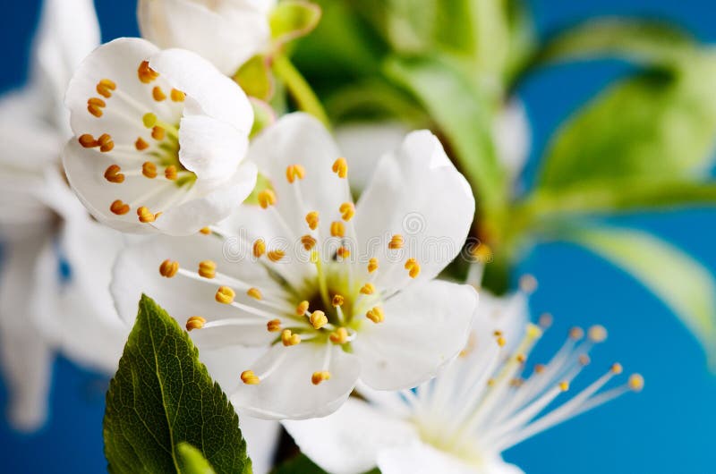 Flowers royalty free stock image Flowers royalty free stock image