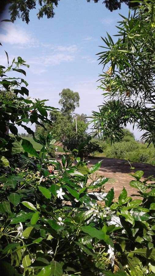 Flowers in punjab stock photo. Image of beautiful, environment 111475870