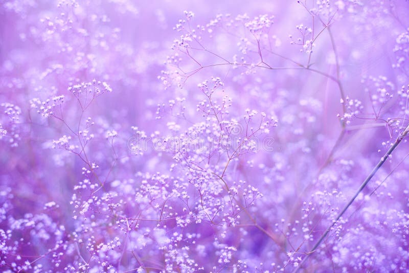 Lilac flowers stock photo. Image of heads, mauve, background - 10475272