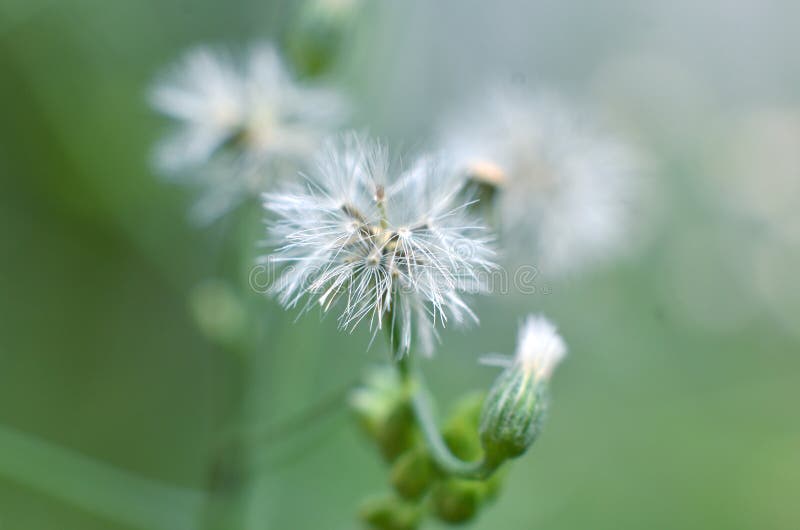 The flowers are purple and white, with green branches stock image The flowers are purple and white, with green branches stock image