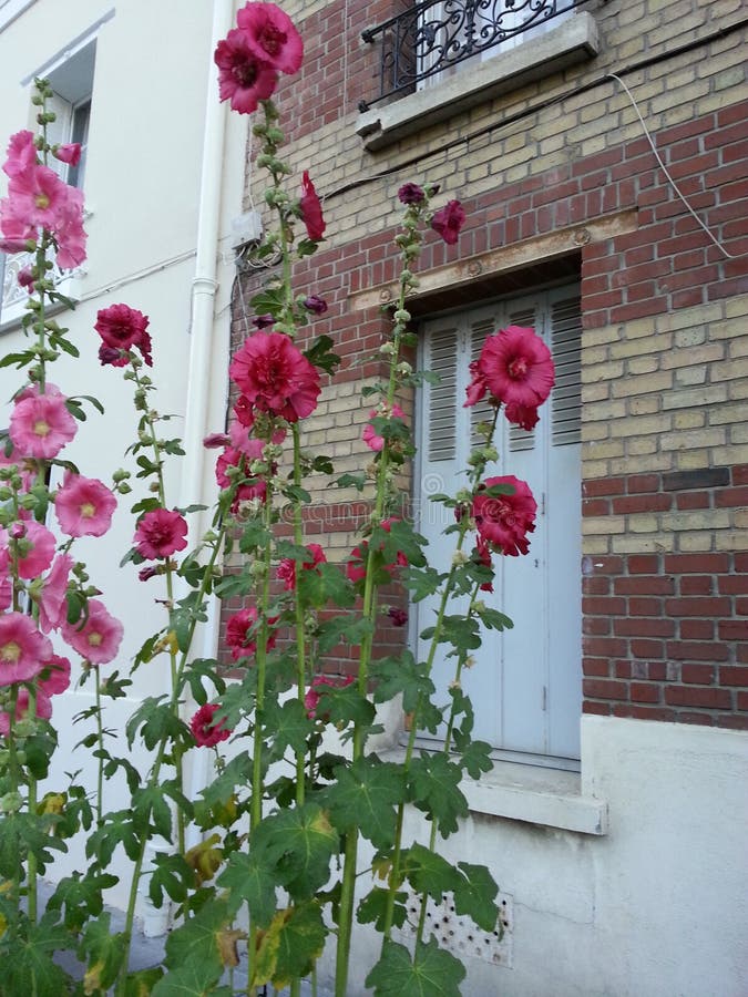 Flowers in a quiet street stock image. Image of colours 42528011