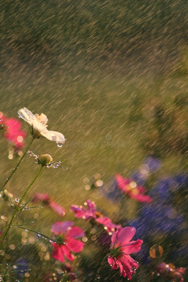 Flowers in the Rain